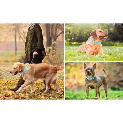 Siena Soft Genuine Leather Dog Collar in Aqua Blue - Posh Pawz - 6
