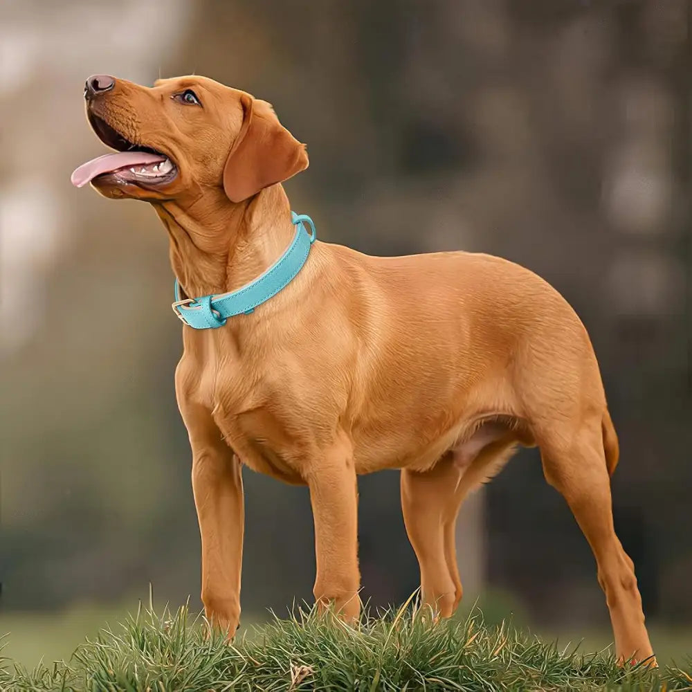 Siena Soft Genuine Leather Dog Collar in Aqua Blue - Posh Pawz - 5