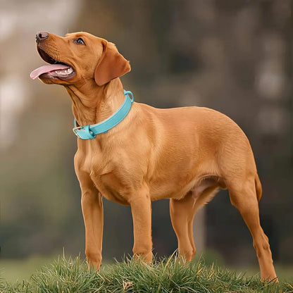 Siena Soft Genuine Leather Dog Collar in Aqua Blue - Posh Pawz - 5