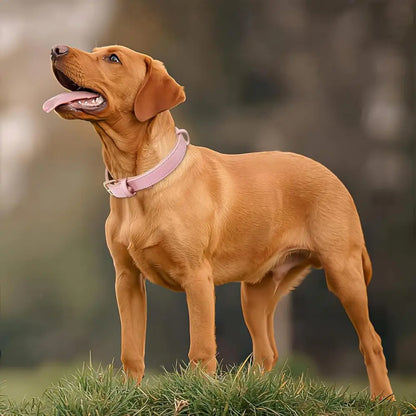 Siena Soft Genuine Leather Dog Collar in Baby Pink - Posh Pawz - 5