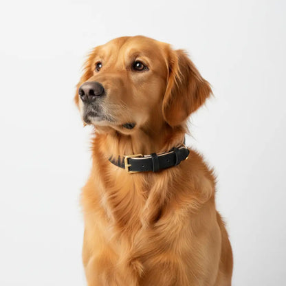 Siena Soft Genuine Leather Dog Collar in Black - Posh Pawz - 2