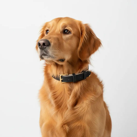 Siena Soft Genuine Leather Dog Collar in Black - Posh Pawz - 2