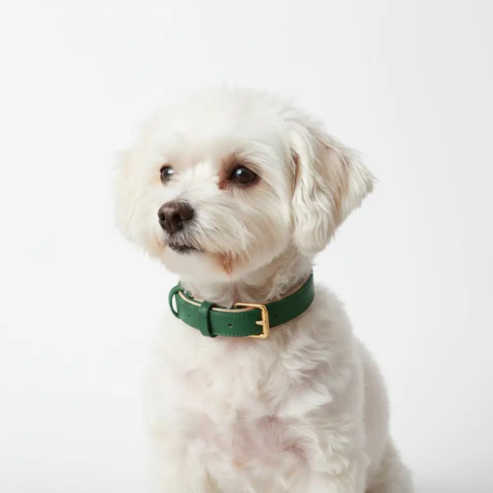Siena Soft Genuine Leather Dog Collar in Green - Posh Pawz - 2