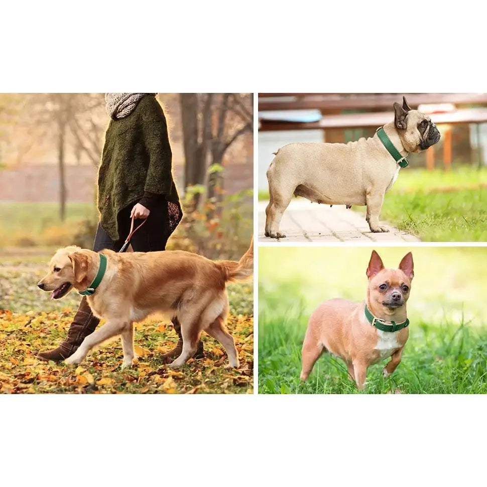 Siena Soft Genuine Leather Dog Collar in Green - Posh Pawz - 6