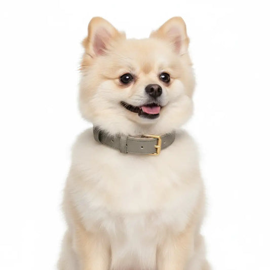 Siena Soft Genuine Leather Dog Collar in Grey - Posh Pawz - 2