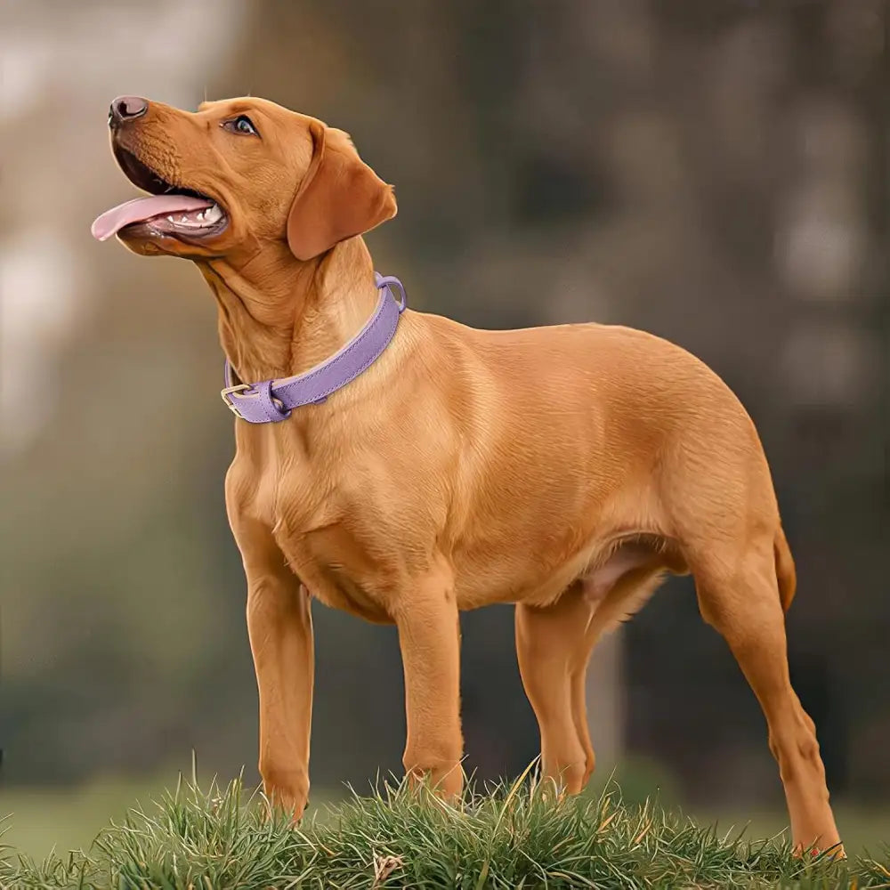 Siena Soft Genuine Leather Dog Collar in Lilac - Posh Pawz - 5