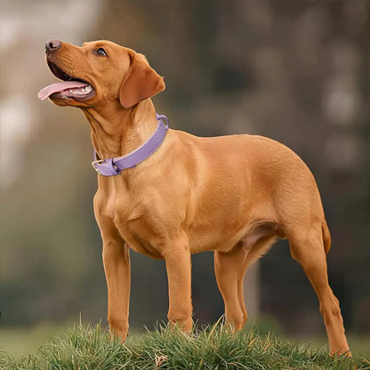 Siena Soft Genuine Leather Dog Collar in Lilac - Posh Pawz - 5