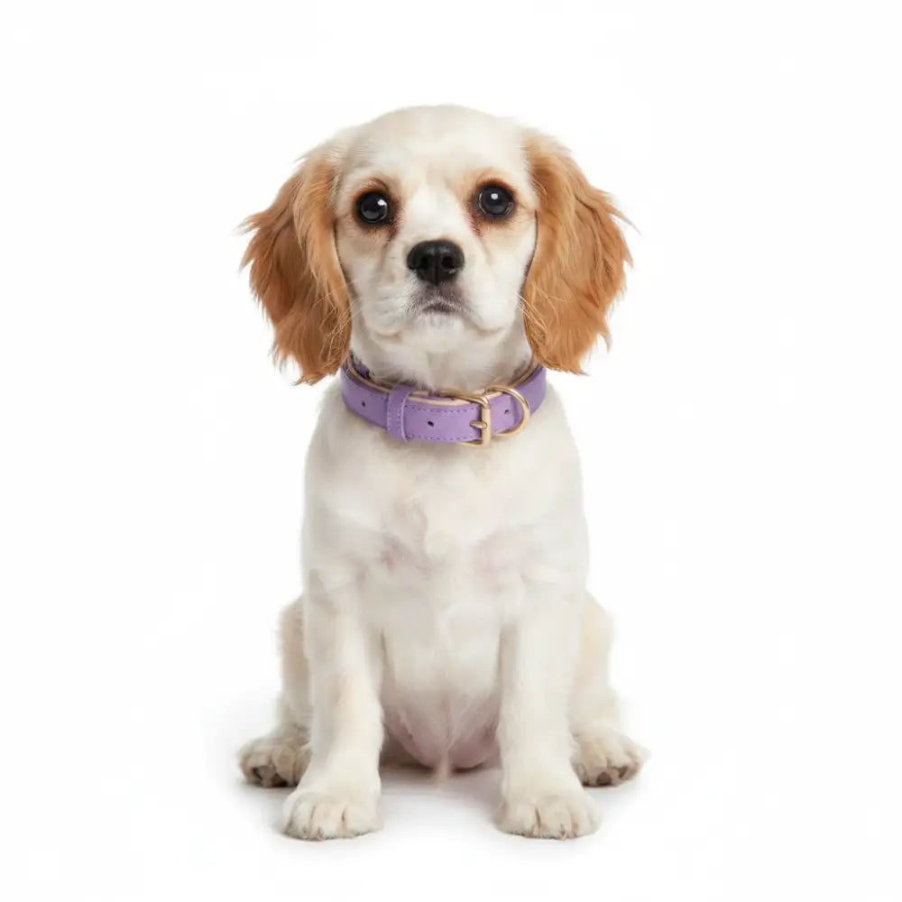 Siena Soft Genuine Leather Dog Collar in Lilac - Posh Pawz - 2
