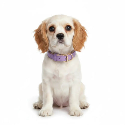 Siena Soft Genuine Leather Dog Collar in Lilac - Posh Pawz - 2