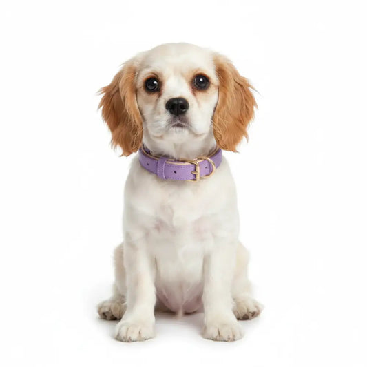 Siena Soft Genuine Leather Dog Collar in Lilac - Posh Pawz - 2