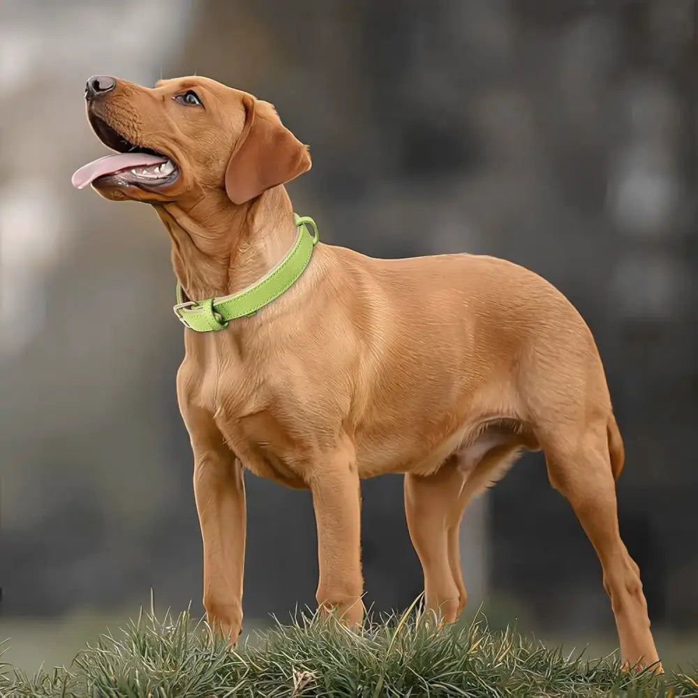 Siena Soft Genuine Leather Dog Collar in Lime - Posh Pawz - 5
