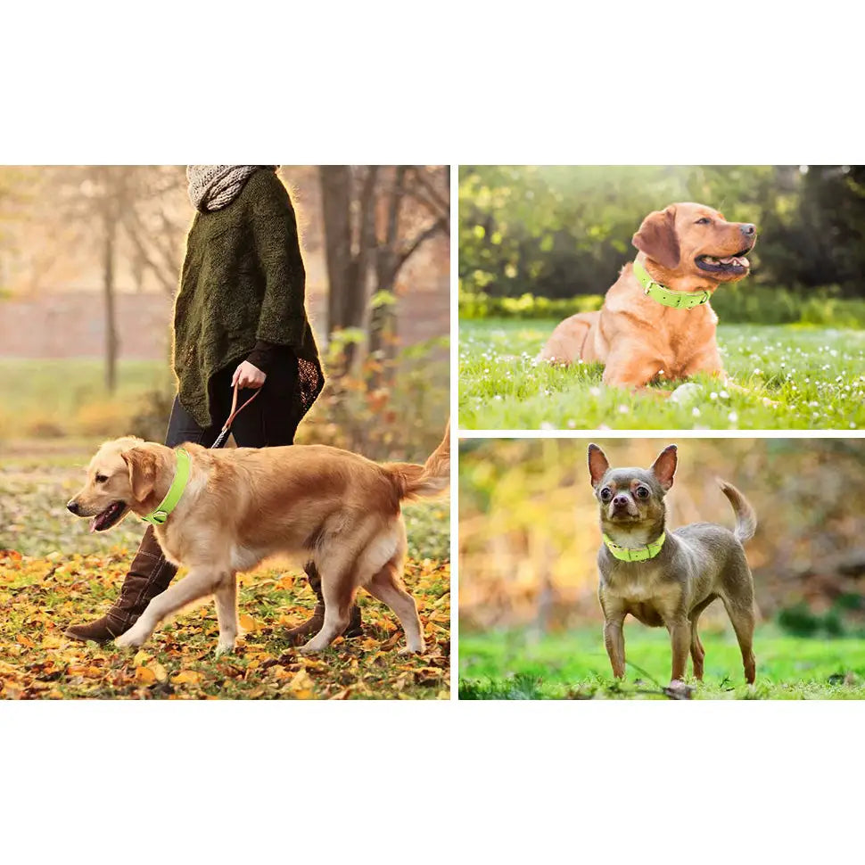 Siena Soft Genuine Leather Dog Collar in Lime - Posh Pawz - 6