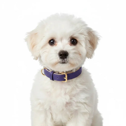 Siena Soft Genuine Leather Dog Collar in Purple - Posh Pawz - 2