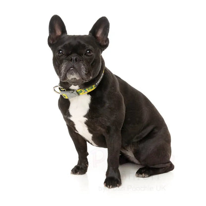 Sk8ter Gator Dog Collar by Fuzzyard - Fuzzyard - 2