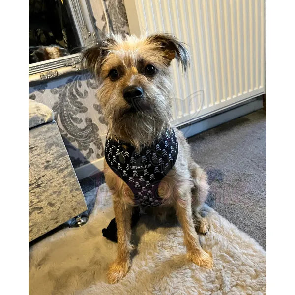 Skull And Crossbones Designer Dog Harness Poochie Fashion