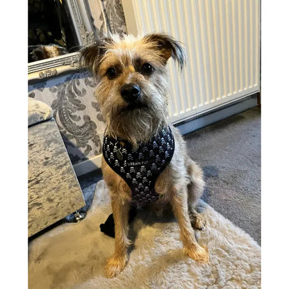 Skull and Crossbones Designer Dog Harness - Urban Pup - 3