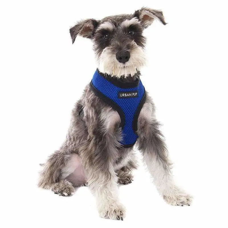 Soft Mesh Dog Harness In Royal Blue - Urban Pup - 2