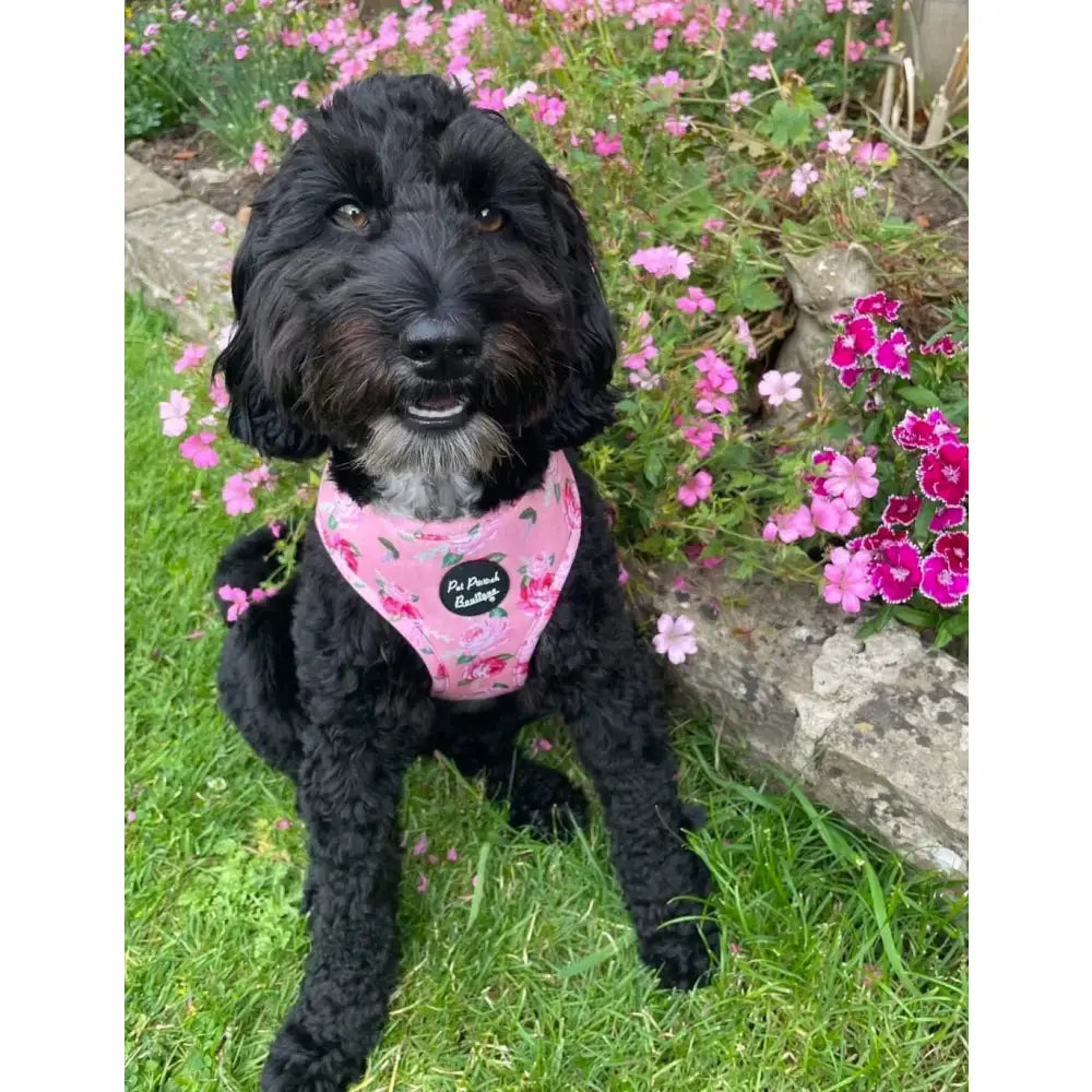 Sunday Rose Floral Dog Harness - Pet Pooch - 3
