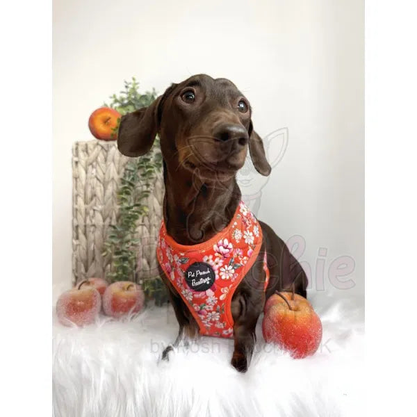 Sweet Marmalade Blossom Floral Dog Harness Pet Pooch 2