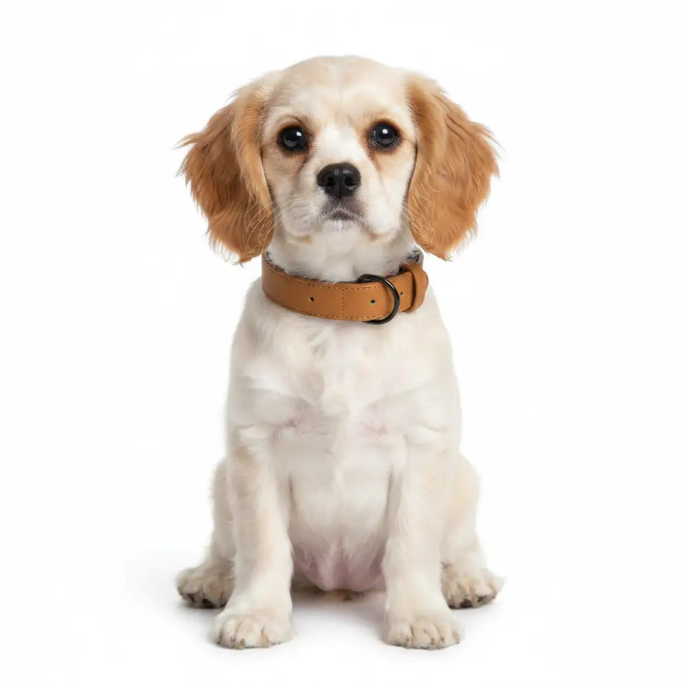 Terra Vegan Leather Dog Collar in Caramel Brown - Posh Pawz - 2