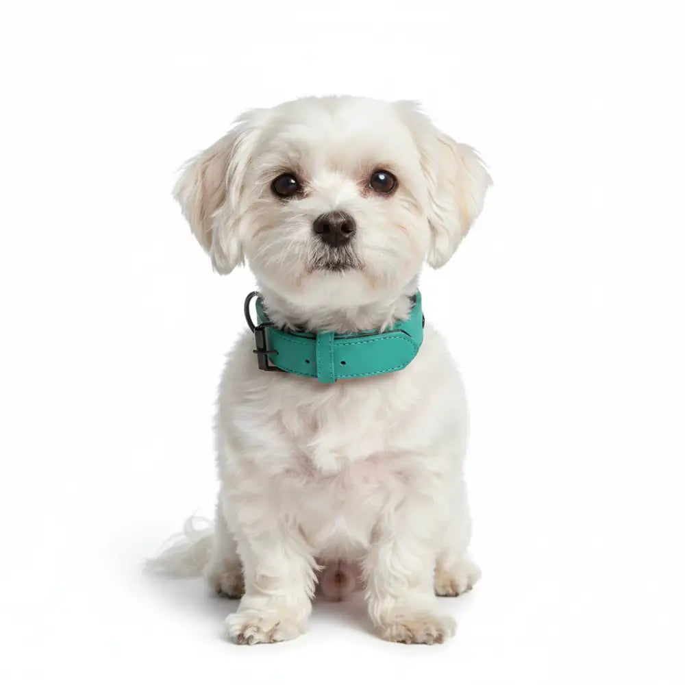 Terra Vegan Leather Dog Collar in Emerald Green - Posh Pawz - 2