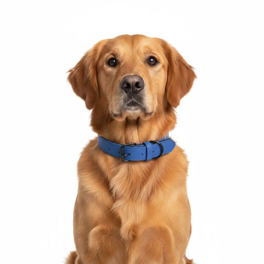 Terra Vegan Leather Dog Collar in Sapphire Blue - Posh Pawz - 2