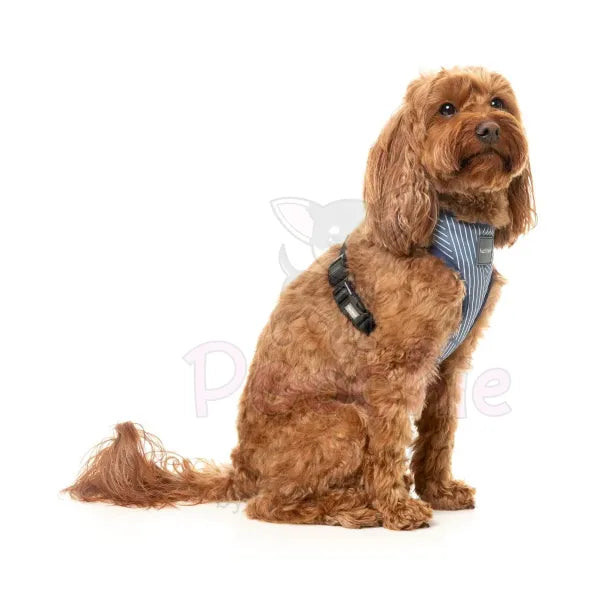 Thornbury Aegean Blue Dog Harness by Fuzzyard Fuzzyard 3
