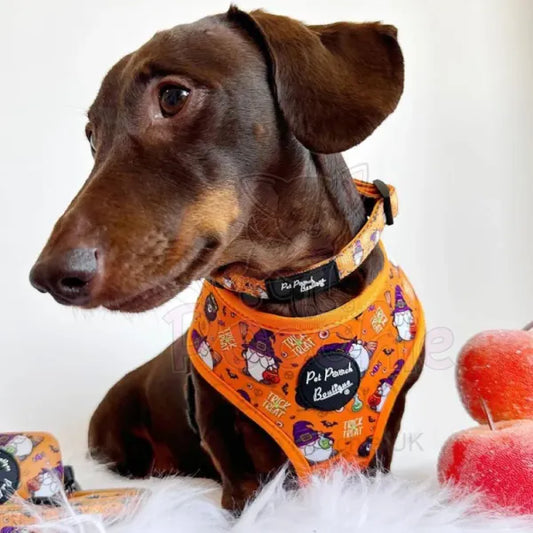 Trick or Treat Harry Halloween Dog Collar Pet Pooch 2