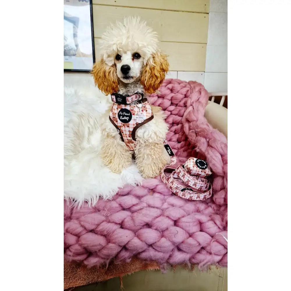 Vintage Bear Gingham Dog Lead - Pet Pooch - 2