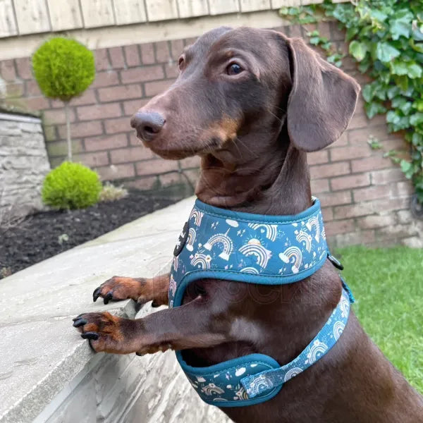 Whimsical Rainbows Dog Harness - Pet Pooch - 4