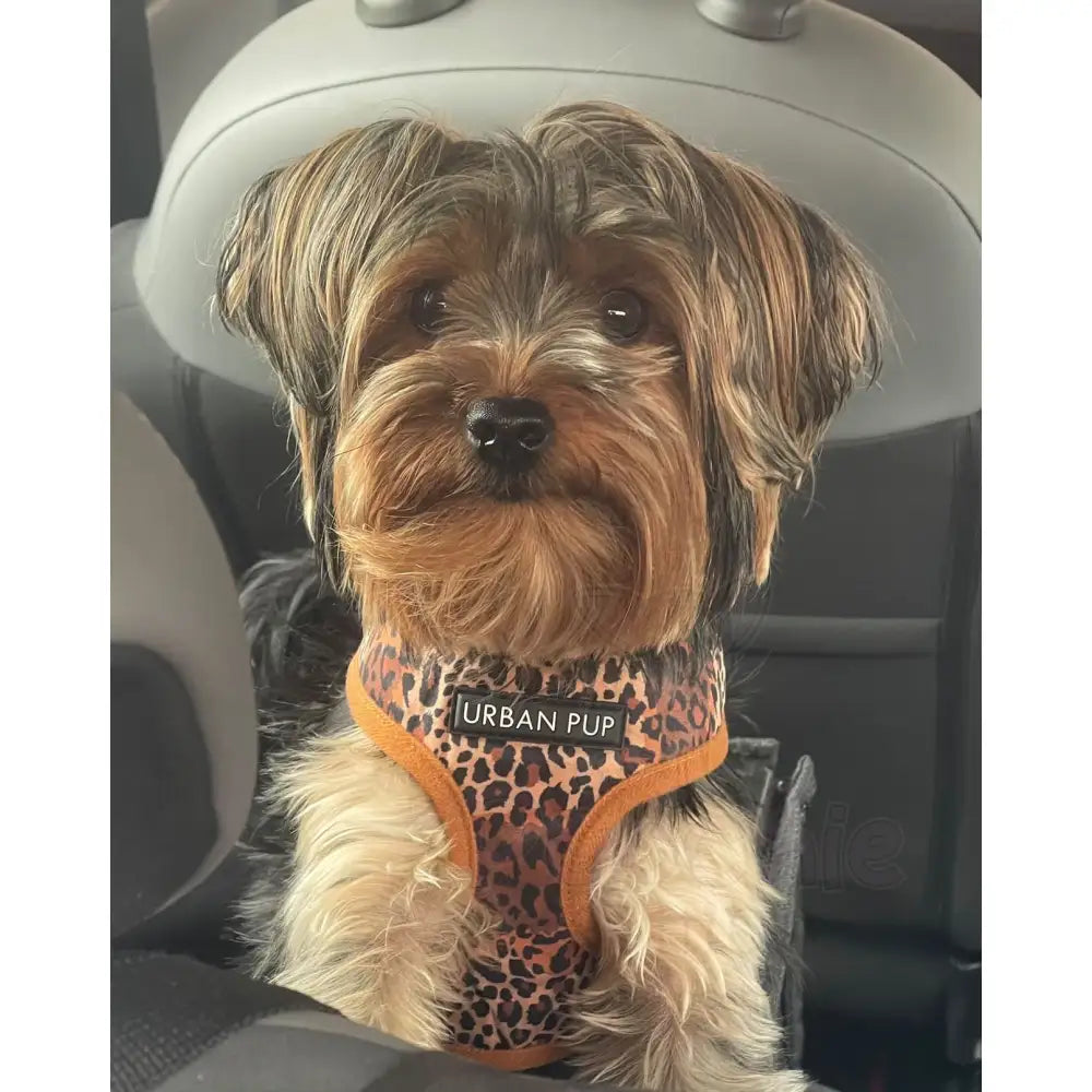 Yorkie puppy deals harness