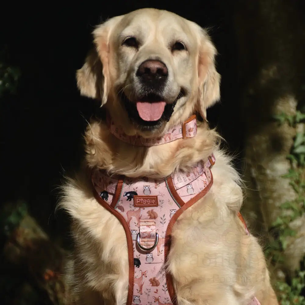 Woodland Friends Dog Collar - Piggie - 2