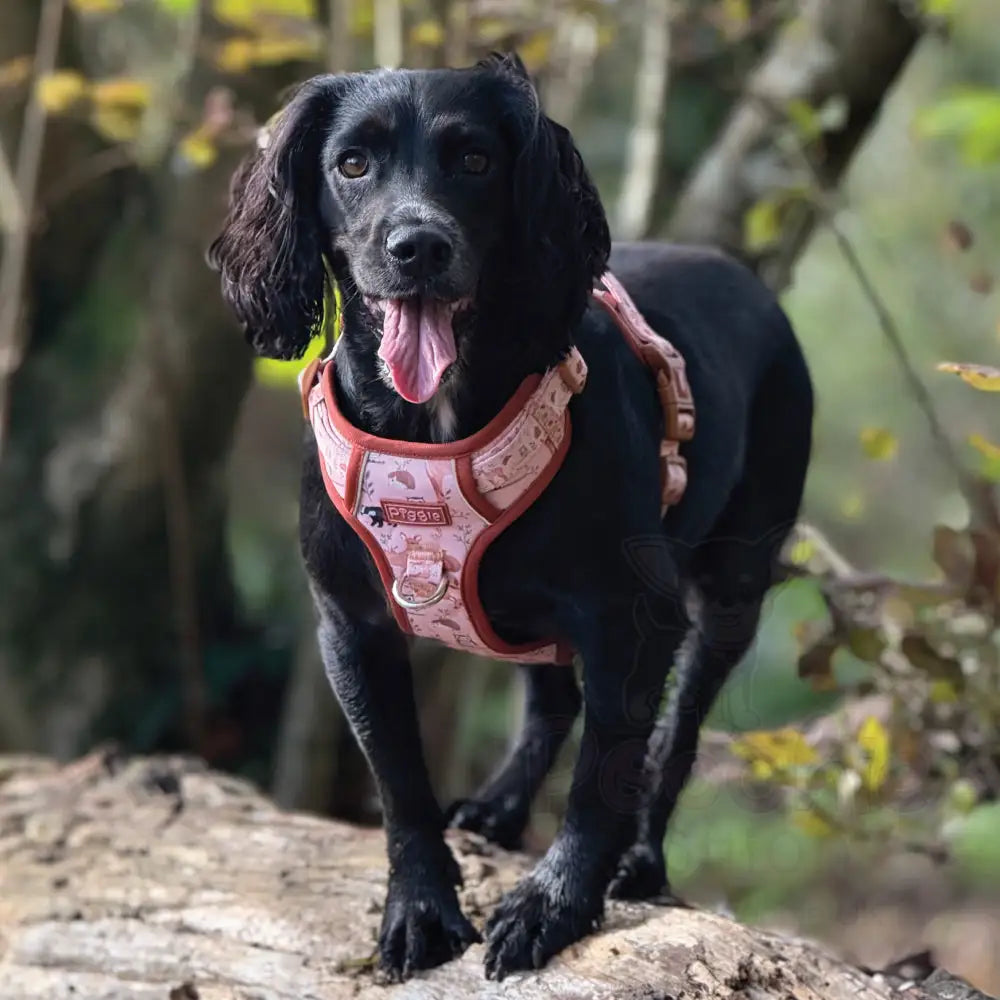 Woodland Friends Explorer Dog Harness - Piggie - 7