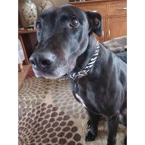 Zebra Print Fabric Dog Collar - Urban Pup - 2